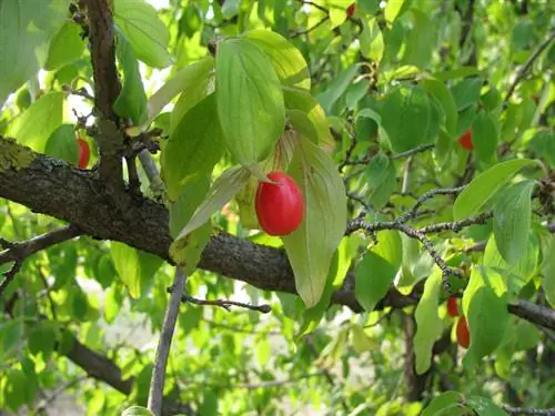 Cornus mas