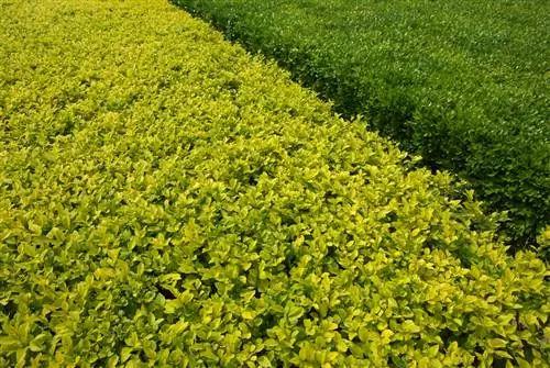 Spindelstruik in de tuin: nuttige informatie en verzorgingstips