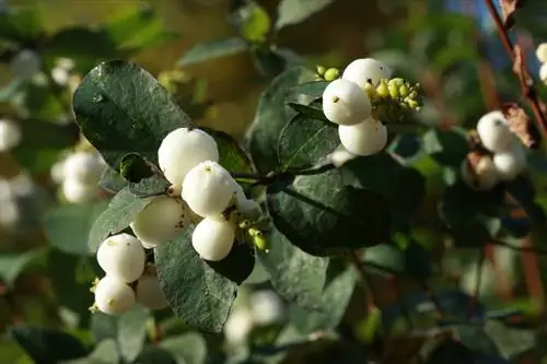 Menanam dan merawat buah beri salju: tips untuk tukang kebun yang hobi