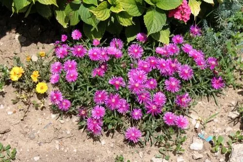 Ice plant: Easy-care beauty for rock gardens