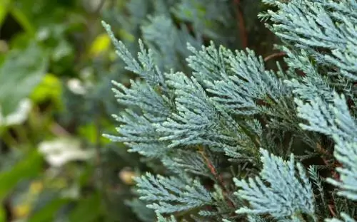 Columnar cypress as a hedge: planting distance, pruning and care