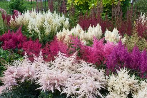 astilbe