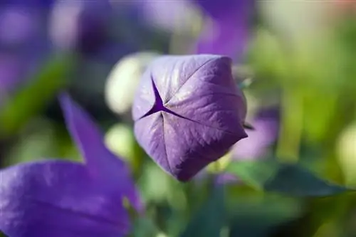 Fascinating balloon flower: location, care & propagation