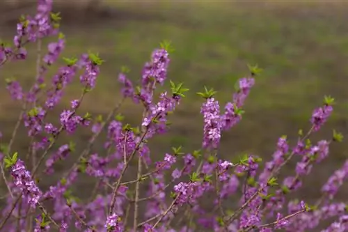 ড্যাফনি