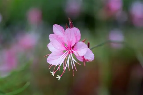 Oenothera lindheimeri