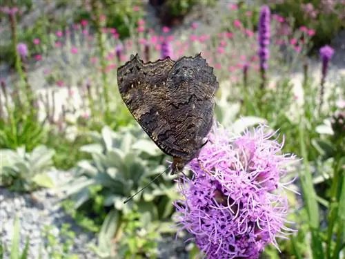 Liatris spicata