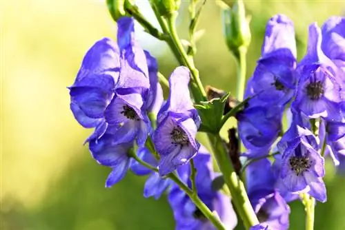 Aconito Blu: tutto sulla pianta perenne velenosa