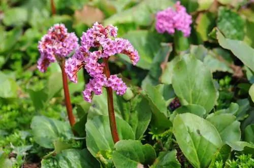 Bergenia in de tuin: Mooie soorten, verzorging en standplaatskeuze