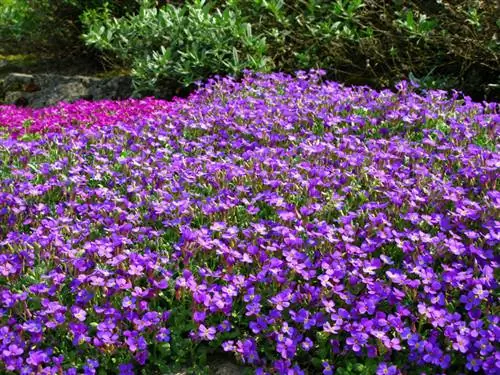 Blauwe kussens in de tuin: verzorging, planttijd & locatiekeuze