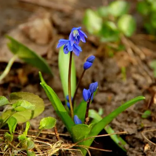 Fascinación de la esquila: época de floración, ubicación y consejos de cuidado