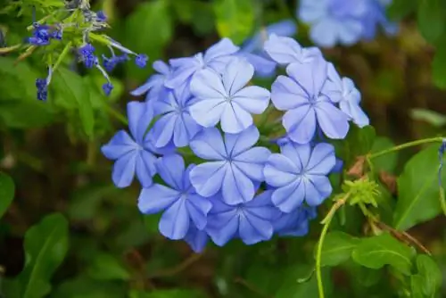 Piombola nel giardino: ecco come prospera questa pianta esotica