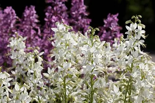 Diptam in de tuin: Fascinerende plant met een vuurshow