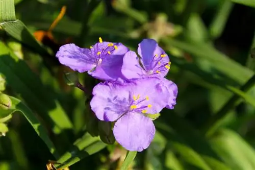 Flor de três mestres no canteiro ou como planta de casa: todas as informações