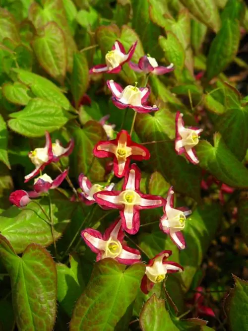 Elf flower: Insider tip for the shaded area in the garden