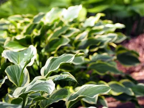 Plantar y cuidar hostas: una descripción general de todo lo que necesitas saber