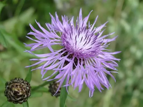 Knapweed: Ар бир бакча үчүн кам көрүү оңой жай гүлү