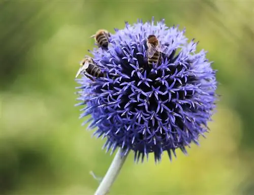 Echinops