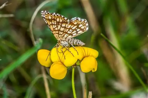 পদ্ম