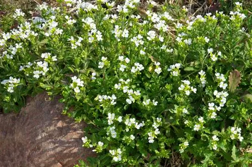 Goose cress in the garden: cultivation, care and use