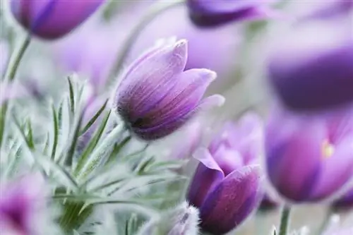 Pasqueflower