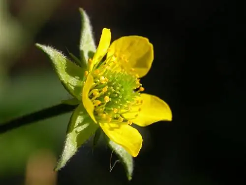 Geum urbano