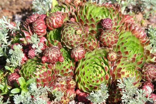 Sempervivum