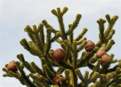 araucaria chilena