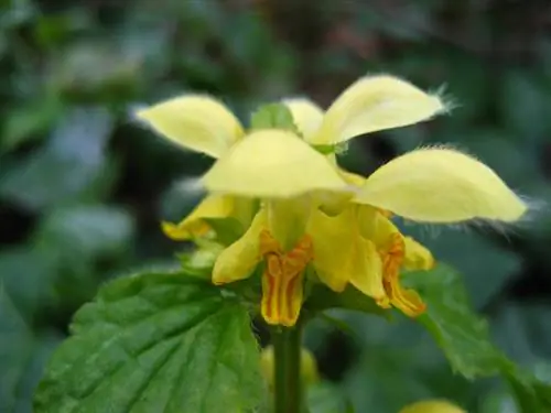 Lamium galeobdolon