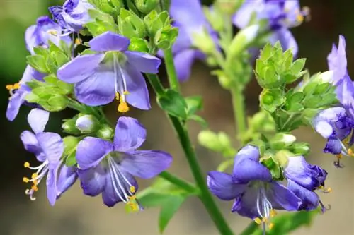 Planting og stell av Jakobs stige: Tips for frodige blomster