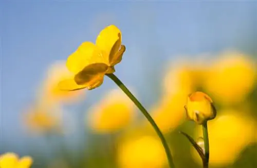 Buttercup atau dandelion: apakah perbezaannya?