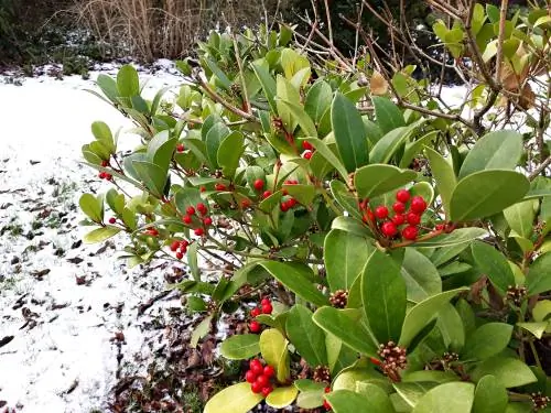 Nepbessen planten en verzorgen: zo eenvoudig is het