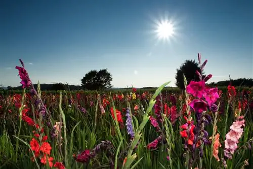 Gladiolus