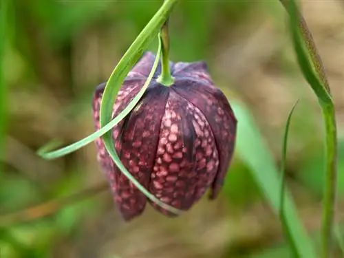 Flor de ajedrez