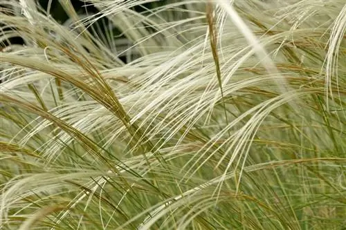 Hierba de plumas: cómo cuidarla y cortarla correctamente