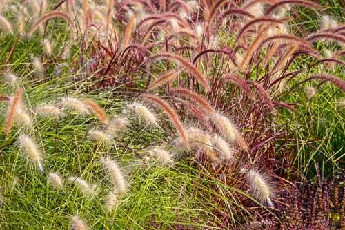 ornamental grass