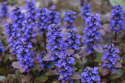 Ajuga