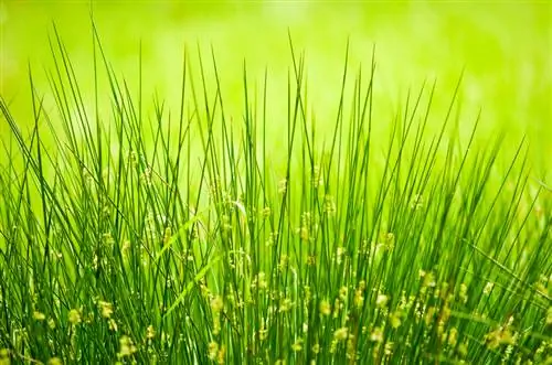 The ideal greenery: rushes for ponds and wet meadows