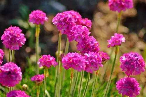 Garofano d'erba in giardino: ubicazione, cura e consigli per la propagazione