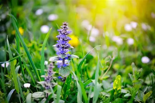 Creeping Günsel: Perfect ground cover for shady areas