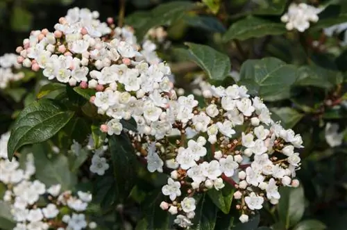 Stedsegrøn viburnum