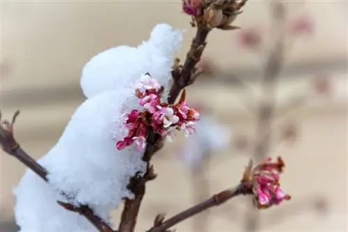 Viburnum Bodnantense yog qhov zoo tshaj plaws