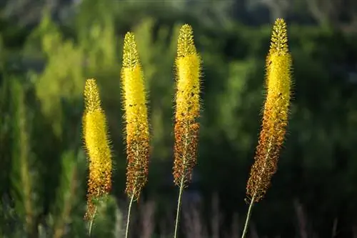 Steppe candle: The majestic beauty in the perennial bed