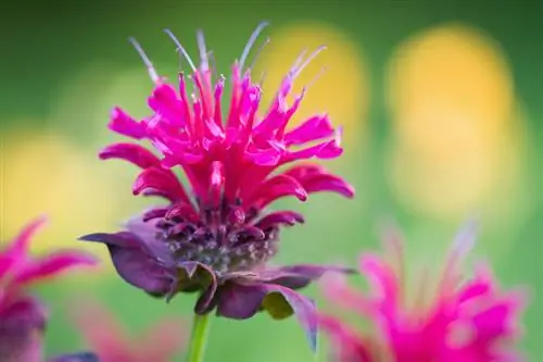 Ortiga índia: Planta ornamental fascinant amb propietats curatives