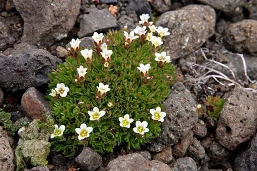 Saxifrage: Diverse species & care tips for the garden