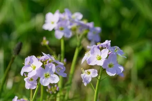 Cardamine pratensis: kev kho mob