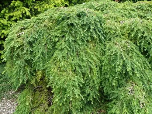 Hemlock na vrtu: popolna nega in izbira lokacije