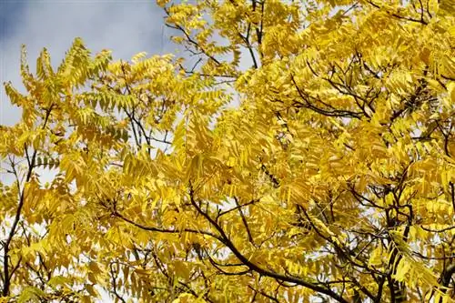 Gleditsia