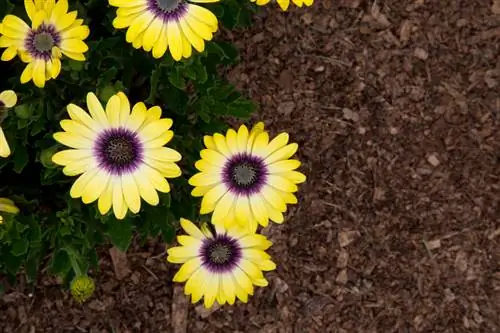 Kaapse manden: onderhoudsvriendelijke bloemen voor perken en balkons