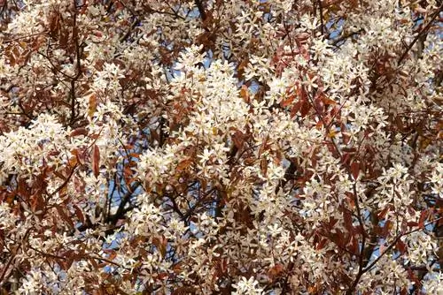 Pera de roca de cobre en el jardín: hermosas variedades e inspiración