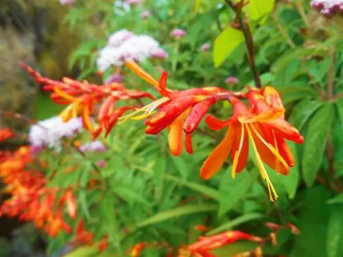 Crocosmia